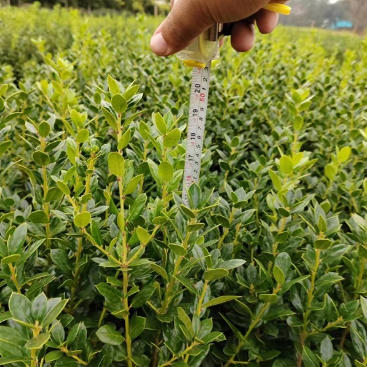 常州无刺枸骨球