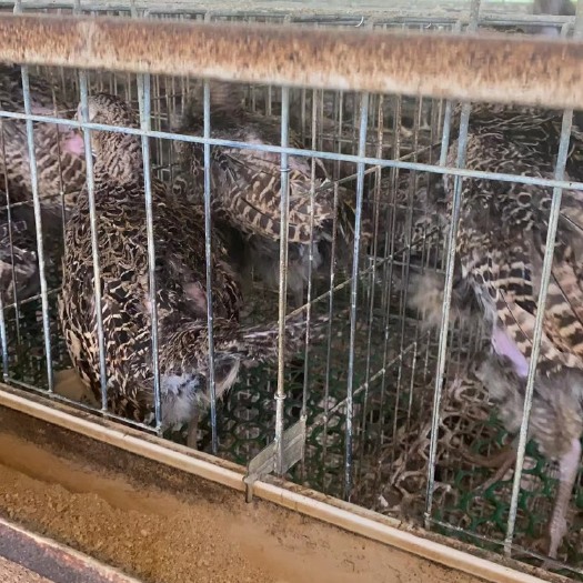 灵山县七彩山鸡，淘汰母鸡两年鸡。