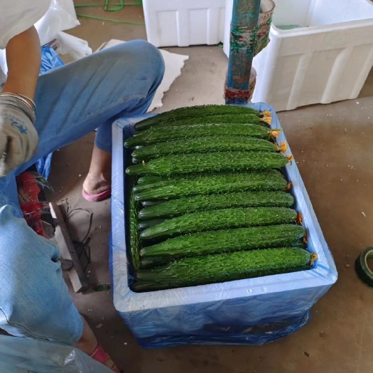 寿光市寿光通货精品密刺黄瓜产地货源现摘现发电商超市团购赶集食堂