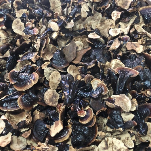 广州山东小金边灵芝
