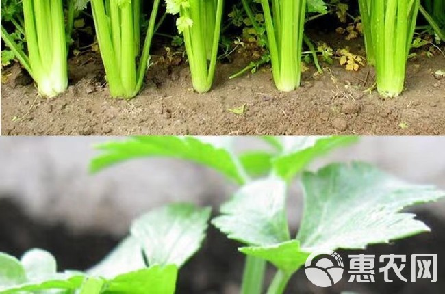 四季小香芹菜种子芹菜种子香味浓郁实心芹菜种四季播农家蔬菜种子