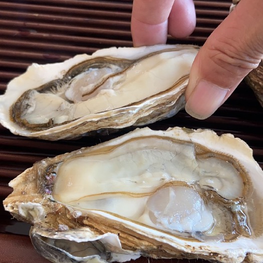 湛江湛江生蚝批发牡蛎三倍体生蚝蒜蓉烤生蚝湛江生蚝