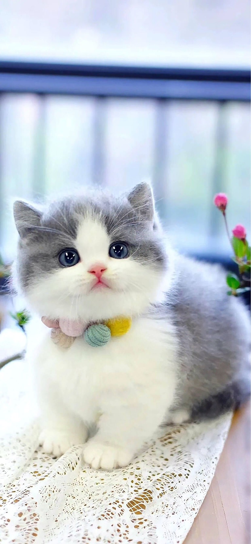 花猫 狸花猫多少钱_热销商品_排行榜_哪个好_品种大全- 惠农网