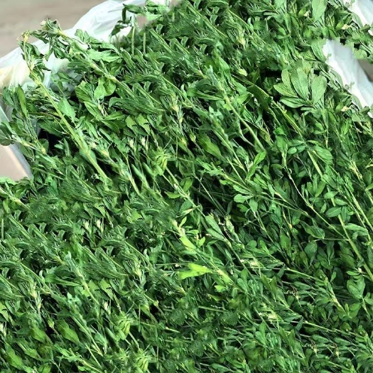 灵璧县人工采摘，精挑细选，古法收割。热风烘干，草香浓郁，大叶绿枝。