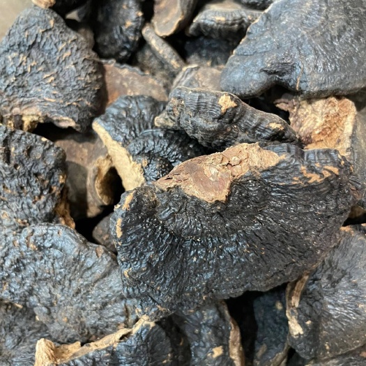 广州薄树芝精选小号