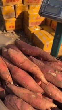 雄县精品红皮红心烟薯25三六两大量供应，价格便宜