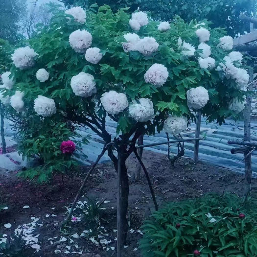 广河县牡丹