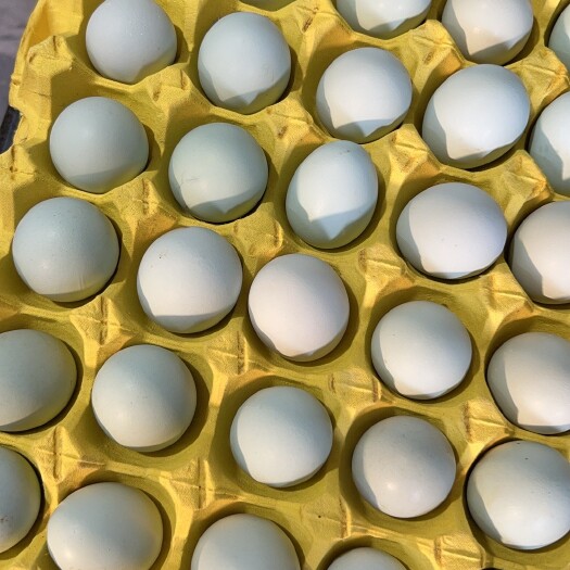 京山市种蛋可孵化种蛋绿壳蛋皖南黄苏禽种蛋包受精率