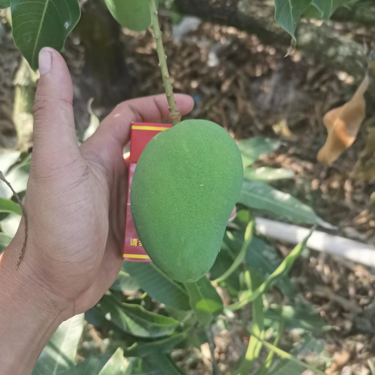 海南小台农芒果上市了