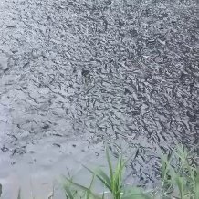 微山县黑鱼苗