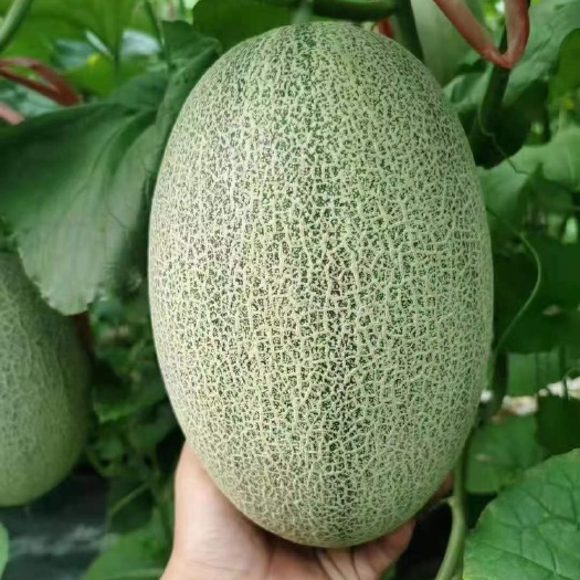 昆明哈密瓜种子个头大甜度高，产量高，结的多