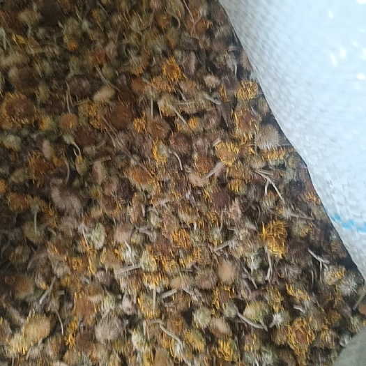 项城市旋覆花