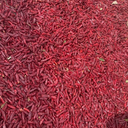 威县8号，新一代辣椒
