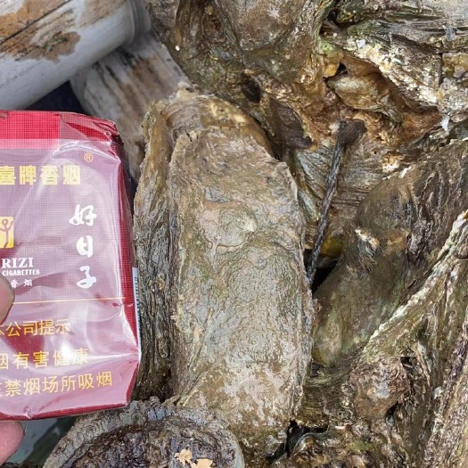 东兴市一手生蚝货源出货