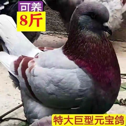 长沙大型元宝鸽子活体 一对包邮包活可养8斤