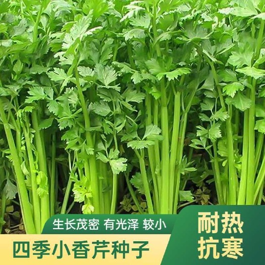 长沙四季小香芹菜种子芹菜种子香味浓郁实心芹菜种四季播农家蔬菜种子