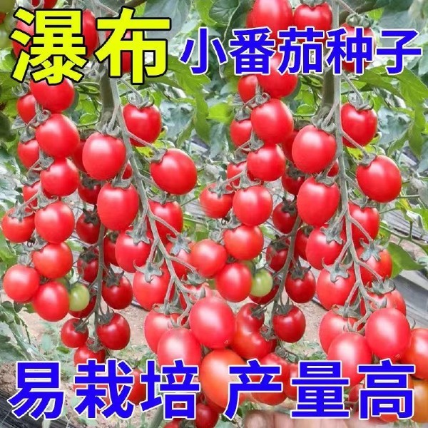 樱桃番茄种子