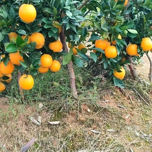 宁都县江西赣州农家自种-赣南脐橙