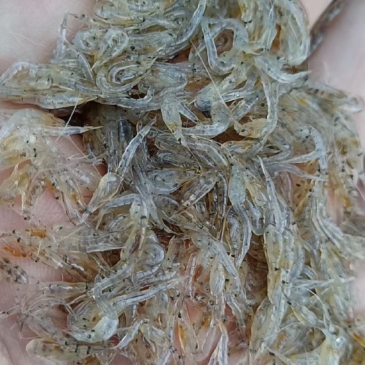 锦州乌虾 冷水猛虾 有食品级和饲料级两种 价格实惠～