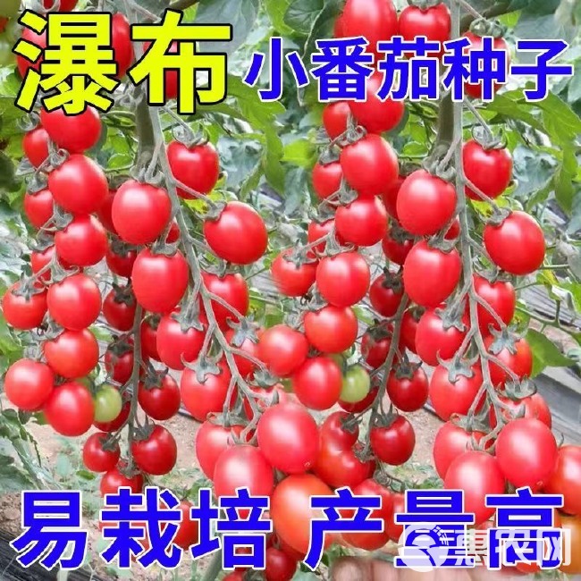 樱桃番茄种子