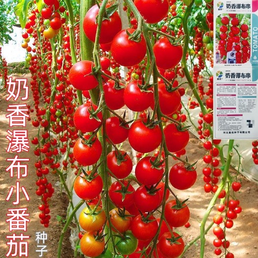 祁东县樱桃番茄种子