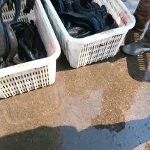 微山县黑鱼苗成鱼