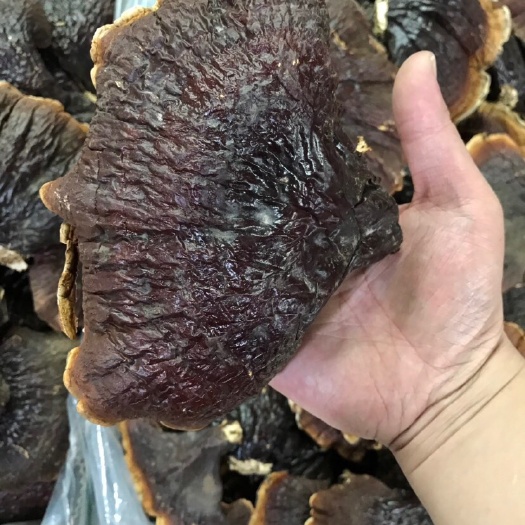 广州长白山红灵芝大号