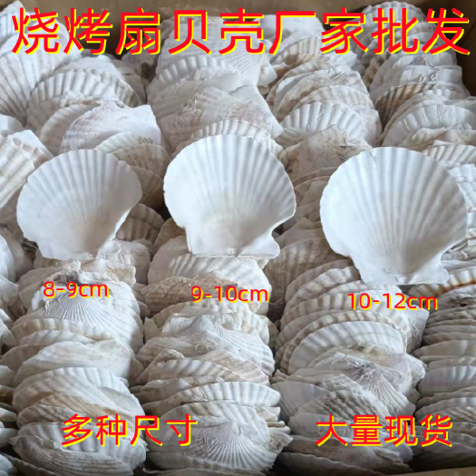 扇贝壳 烧烤餐饮涂鸦专用天然扇贝白壳 虾夷扇贝壳 厂家直销