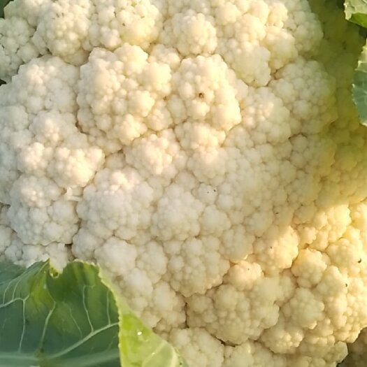 天门市松花菜