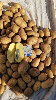 张北县土豆黄皮黄心土豆三优精品土豆基地直发。V7沃土希森雪川红上车