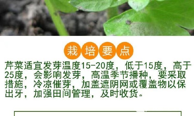 四季小香芹菜种子芹菜种子香味浓郁实心芹菜种四季播农家蔬菜种子