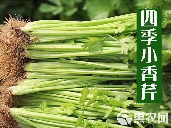 四季小香芹菜种子芹菜种子香味浓郁实心芹菜种四季播农家蔬菜种子