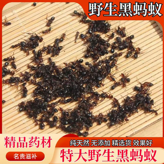 亳州特大蚂蚁正品药用黑蚂蚁中药材黑蚂蚁干泡酒料黑蚂蚁