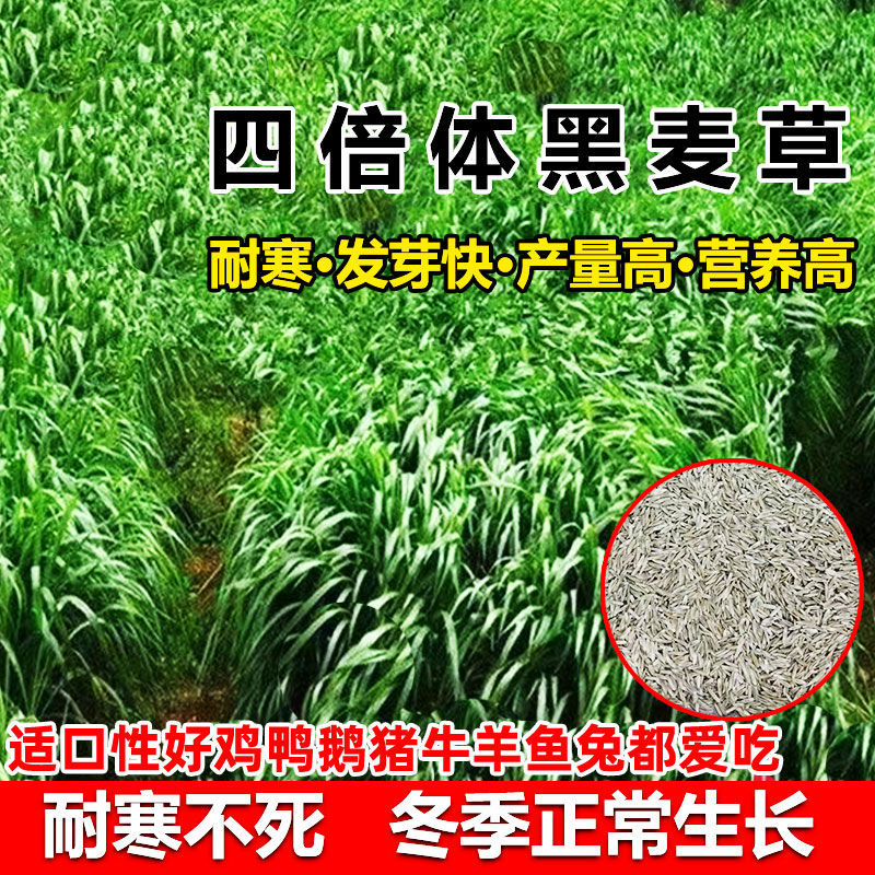 黑麦草种子牧草种子一年生四倍体黑麦草养殖牧草种子耐寒草籽