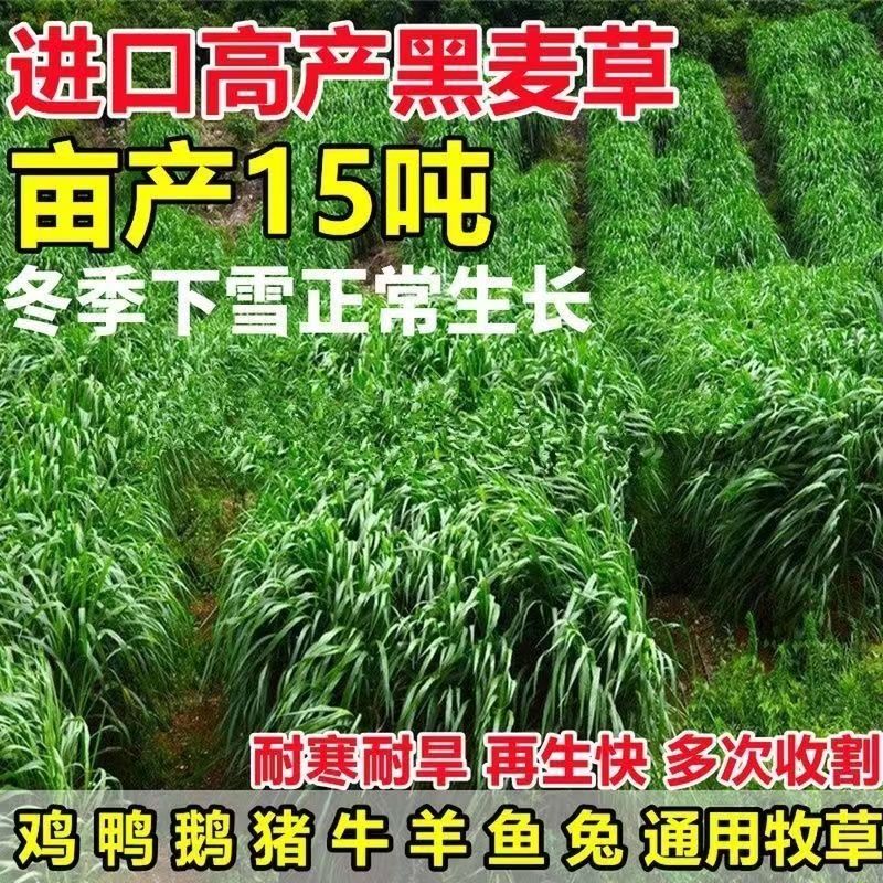 黑麦草种子牧草种子一年生四倍体黑麦草养殖牧草种子耐寒草籽