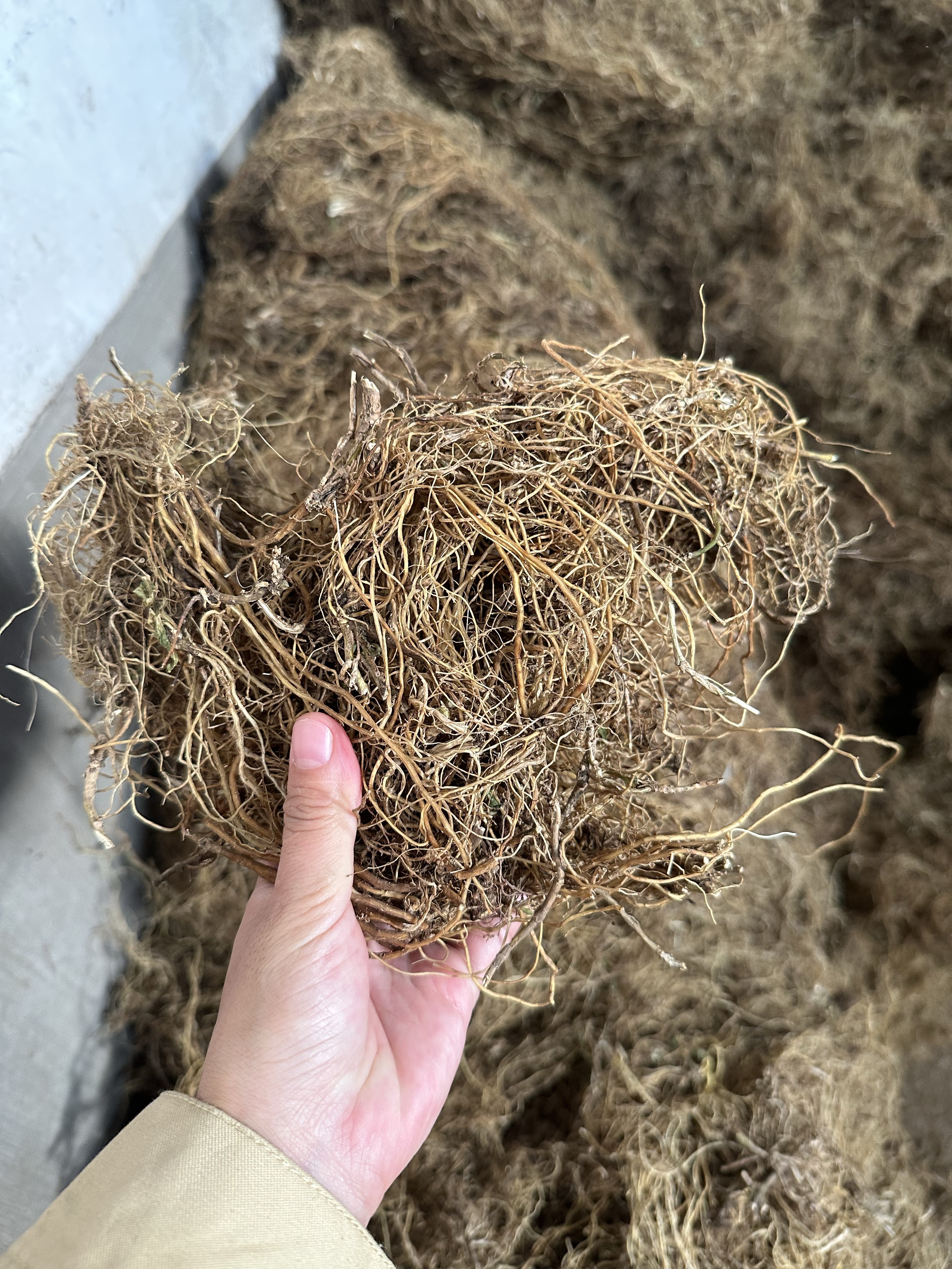 龙胆草统货 滇龙胆 云南龙胆草 药根 酒药草根 坚龙胆