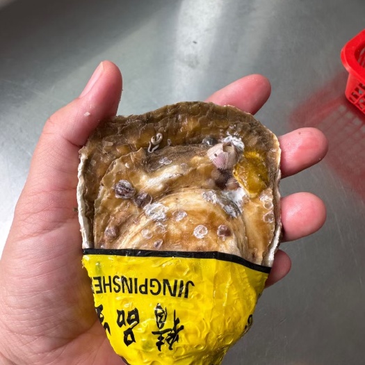 大大大颗生蚝