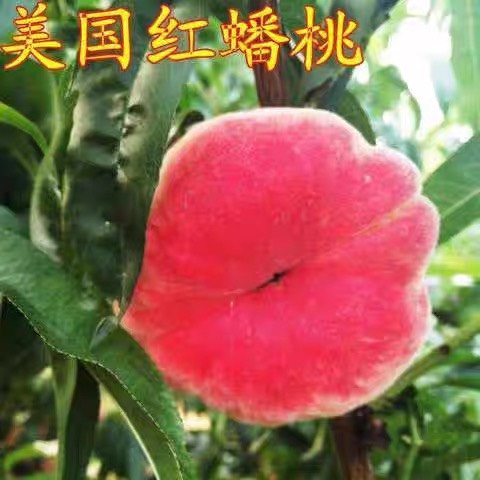 平邑县早熟蟠桃新品种 早红巨蟠桃树苗 六月份成熟 单果400克 高