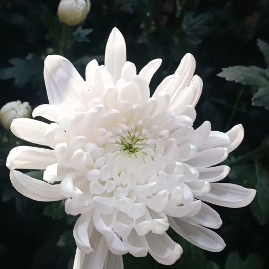 忻州京城白菊