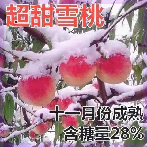 新品种晚熟冬桃雪桃嫁接桃树冬雪桃树苗特大冬桃苗耐寒盆栽地栽当