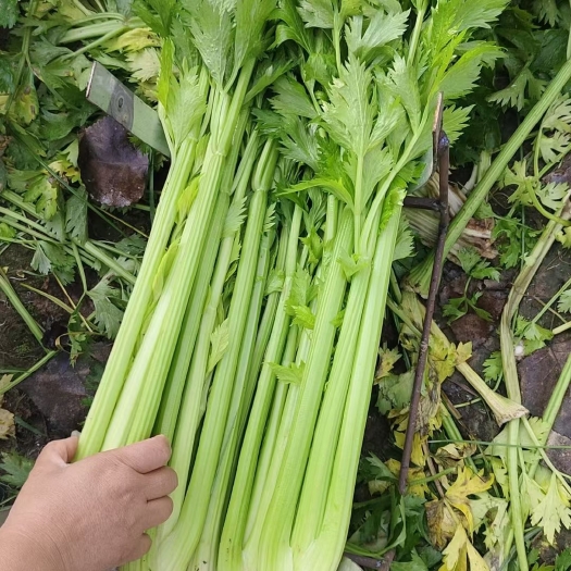 西芹，物美价廉。欢迎各位老板采购。
