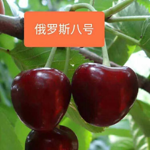 烟台车厘子大樱桃树苗《俄罗斯八号》