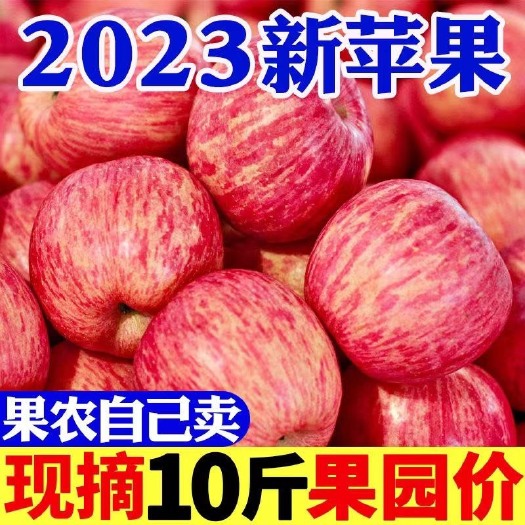 （活动福利款】陕西红富士苹果当季新鲜冰糖心苹果10斤整箱批