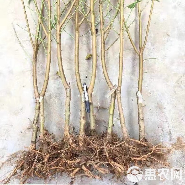 白桃树苗白如玉桃树苗白如雪桃嫁接果树苗木南方北方种植果树苗