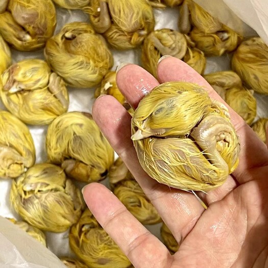 周口毛蛋