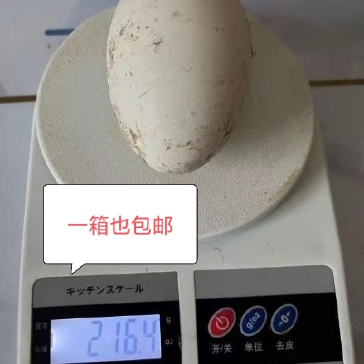 开平市鹅蛋养殖场直供鹅蛋新鲜鹅蛋批发鹅蛋生鲜蛋土鹅蛋