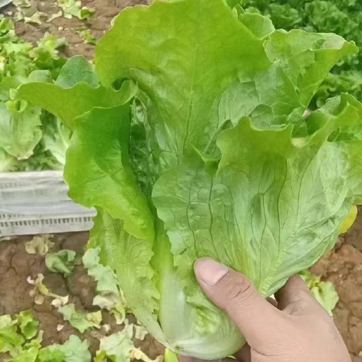 中牟县【优质】大力生菜，意大利生菜，对接，电商，超市，批发市场！
