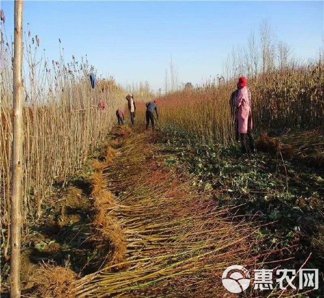 白桃树苗白如玉桃树苗白如雪桃嫁接果树苗木南方北方种植果树苗