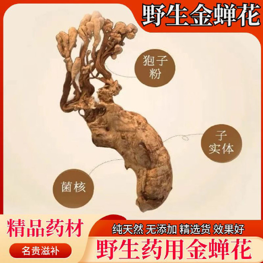 亳州金蝉花中药材精选大别山正品虫草蝉花知了花金蟾花 公蝉花