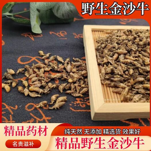 亳州金沙牛中药材新货正品蚁狮金砂牛地牯牛砂牛虫干品金沙牛